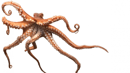 Octopus Png Free Image U2013 Lux - Giant Pacific Octopus Transparent Background