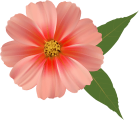 Single Flower Transparent Png Clipart - Single Flower Transparent Background