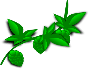 Hops Beer Hop - Coca Plant Clip Art Png