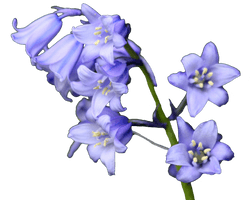 Flower Bluebells Free Clipart HD - Free PNG