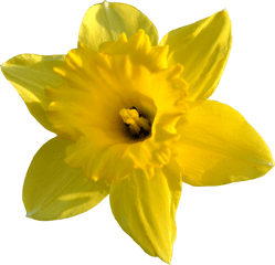 Daffodil Flower Transparent Image Png Arts - Daffodil Png