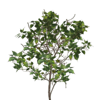 Tree Branch Image - Free PNG