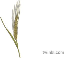 Barley Illustration - Twinkl Hierochloe Png
