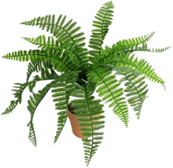 Artificial Fern Transparent Png - Dibujos De Un Helecho