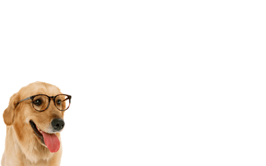 Doge Png - Download Free High Quality Dog Png Transparent Funny Dog Png