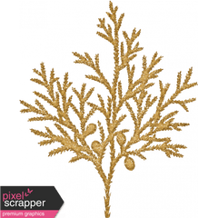 Sunshine And Snow Golden Juniper Fir Branch - Cypress Family Illustration Png