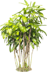 A Collection Of Tropical - Plants Png For Photoshop