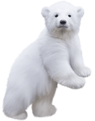 Polar Bear Cubs - Transparent Background Polar Bear Clipart Png