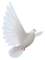 And Pigeons Transparent Prayer White Dove Bird - Free PNG