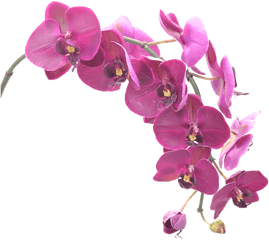 76 - Orchid Png