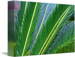 Palm Branches By Karen Adams - Fresh Png