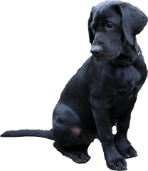 Labrador Retriever Png Black Dog