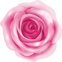 Rose Pink Clip Art - Pink Rose Png Download 50004998 Pink Rose Png Clipart