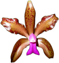 Buy From 100 Varieties Of Orchid Plants Online All India - Rare Orchid Png