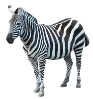 Zebra Png Image