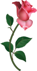 Single Rose Clipart - Single Pink Rose Png