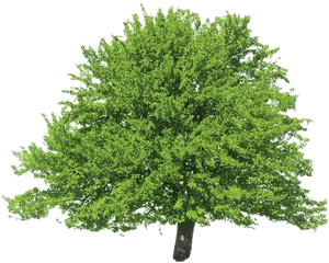 Evergreen Png Clipart - Argan Tree Png