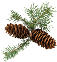 Christmas Pine Cone Free Download Image - Free PNG