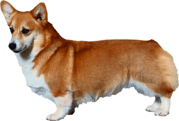 Download Pembroke Welsh Corgi Diagram - Transparent Background Corgi Clipart Png