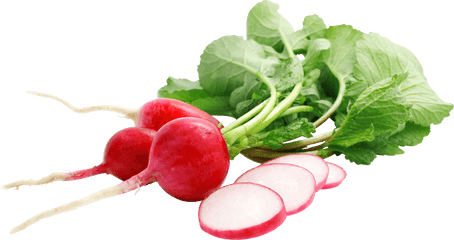 Radish Png - Red Radish