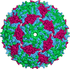 Filems2capsid Surfacepng - Wikimedia Commons Ms2 Virus