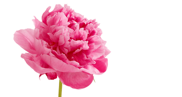 Peonies Image - Free PNG