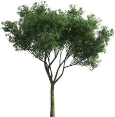 Download Garden For Tree Tortilis Green Photoscape Vachellia - Pt Corpus Prima Mandiri Png