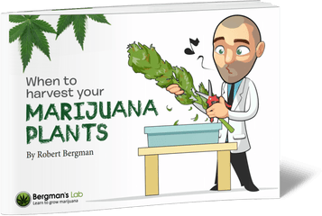 When To Harvest Your Marijuana Plants - Bergmanu0027s Lab Robert Bergman Weed Png