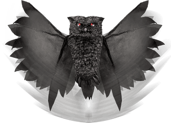 Wings Png - Great Horned Owl