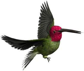 Hummingbird Clipart Realistic Animal - Wood Pecker Birds Png