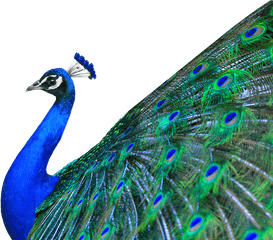 Peacock Png Images Free Download - Peacock Transparent