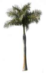 Palm Tree - Archontophoenix Palm Tree Cutout Png