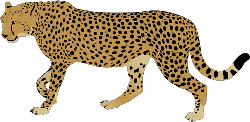 Svg Freeuse Library Cheetah Rainbow - Dollywood Png