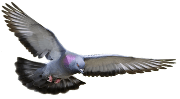 Pigeon Png Clipart