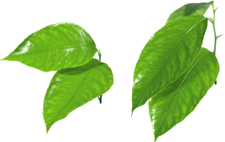 Fresh Leaves Green Photos Free Transparent Image HD - Free PNG