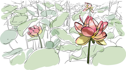 Water Lily Illustration Grace Beer Png Lilies