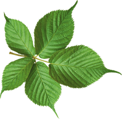 Pin - Hd Leaf Png