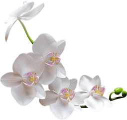 White Orchid Transparent Png - White Orchid Png