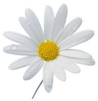 Camomile Png Image