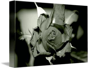 Black Rose By - Lovely Png