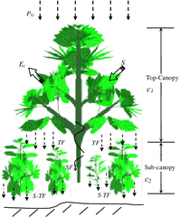 Two - Canopy Layer Diagram Png