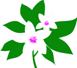 Jasmine Flower Clipart Png - Jasmine Flower Jasmine Clipart