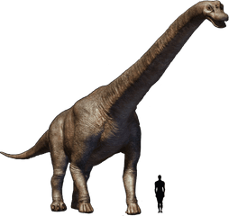 Brachiosaurus Transparent Png - Brachiosaurus Png