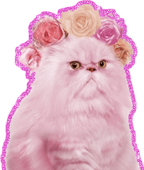 Top Angry Hippo Stickers For Android U0026 Ios Gfycat - Sparkling Cat Gif Png