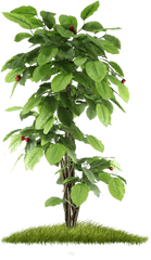 Small Tree Hd Png - Transparent Background Small Tree Png