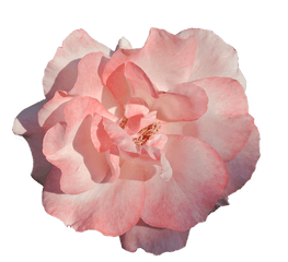Download Free Photo Of Flower Pink Rose - Flor Rosa Fundo Transparente Png