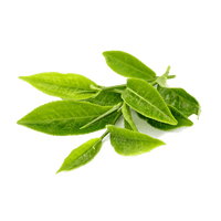 Tea Leaves Green PNG Download Free