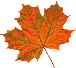 Download Maple Leaf Png - Transparent Single Fall Leaf