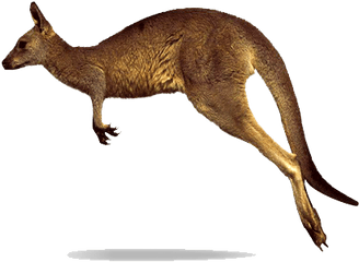 Kangaroo Png Transparent Images - Jumping Kangaroo White Background