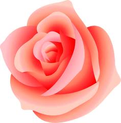 Free Pink Rose Transparent Background Download Clip Png